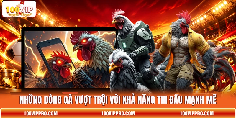 Những dòng gà vượt trội với khả năng thi đấu mạnh mẽ