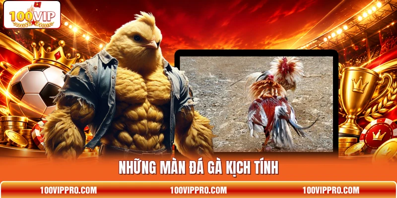 Những màn đá gà kịch tính