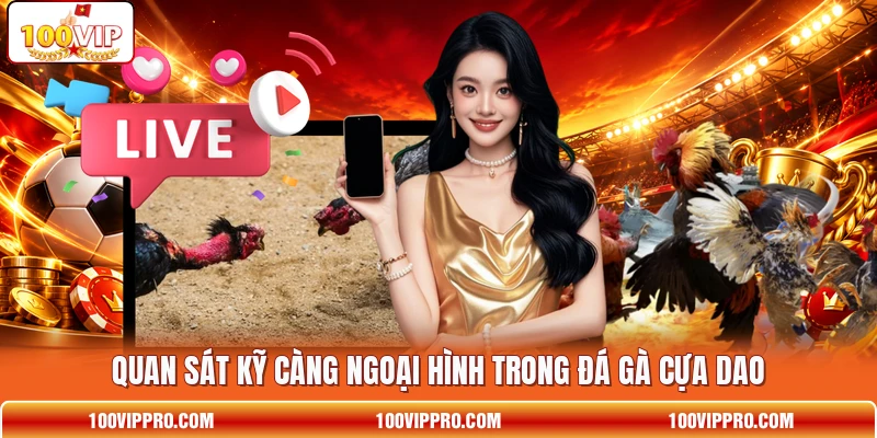 Quan sát kỹ càng  ngoại hình trong đá gà cựa dao